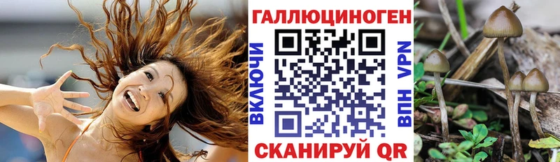 где найти   Вельск  Псилоцибиновые грибы Psilocybe 